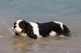 CAVALIER KING CHARLES 635